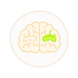Brain development after one week